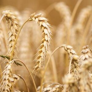 Pasta di grano